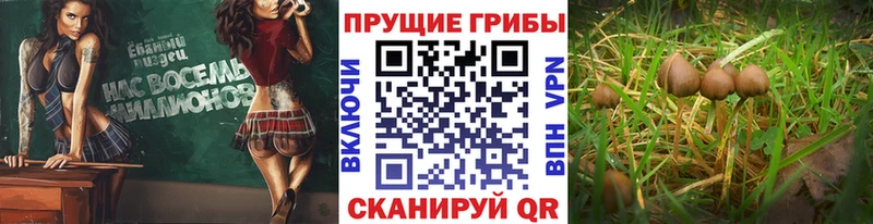 Псилоцибиновые грибы Magic Shrooms  Новодвинск 